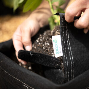 The Velcro Seam of the GeoPot Fabric Transplanter Pot helps make transplanting easy