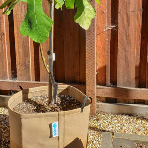 A plant growing in a tan GeoPot fabric container, which naturally air prunes roots