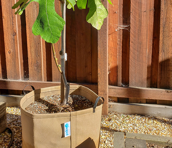 A plant growing in a tan GeoPot fabric container, which naturally air prunes roots