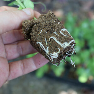 A gardener holds a plant with healthy roots taking hold in an ihort plug