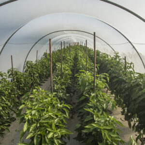 Plants flourish in a greenhouse covered by 6-mil non-woven poly, which is thin but durable