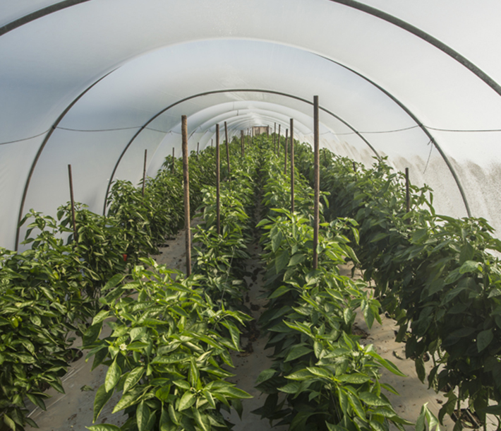 Plants flourish in a greenhouse covered by 6-mil non-woven poly, which is thin but durable