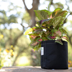 A plant flourishes inside the 2-gallon G-Lite Fabric Pot, which allows for air-pruning of roots