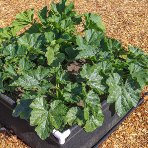 A top down view of plants flourishing inside a GeoPlanter Fabric Raised Bed with aerated fabric