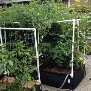 Tomato and pepper plants grow robustly inside two GeoPlanter Fabric Raised Beds outfitted with Trellis Kits