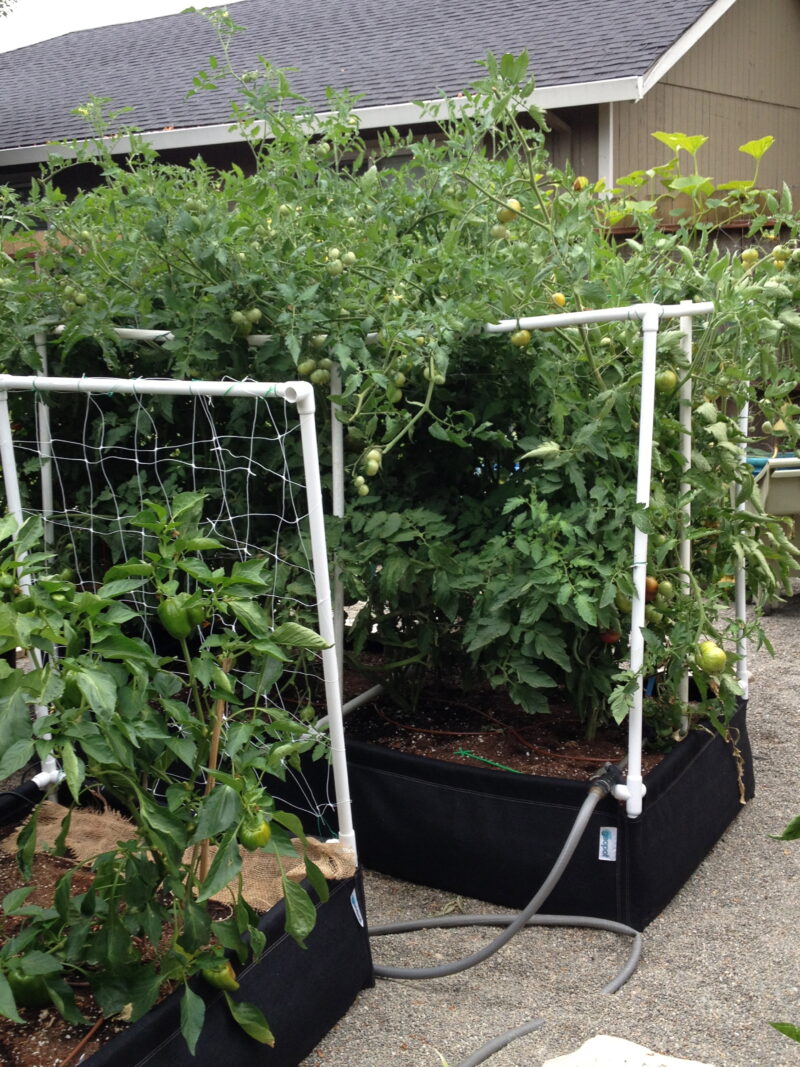 Tomato and pepper plants grow robustly inside two GeoPlanter Fabric Raised Beds outfitted with Trellis Kits