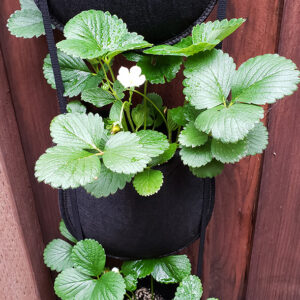 Plants and flowers enjoy robust growth in the 4-pocket GeoPot Hanging Garden