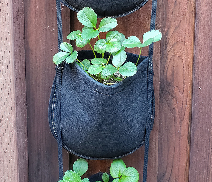 Plants peeking out from 1 of 4 pockets in the GeoPot Hanging Garden