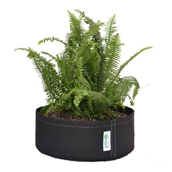 Herbs thrive in the GeoPot Squat Fabric Pot, perfect for shallow-rooting plants