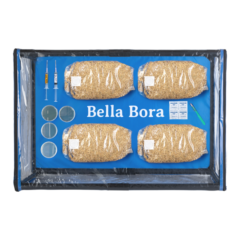 Overhead view of the Bella Bora Still Air Box with mushroom grain spawn, liquid culture, and agar plates ready for inoculation.