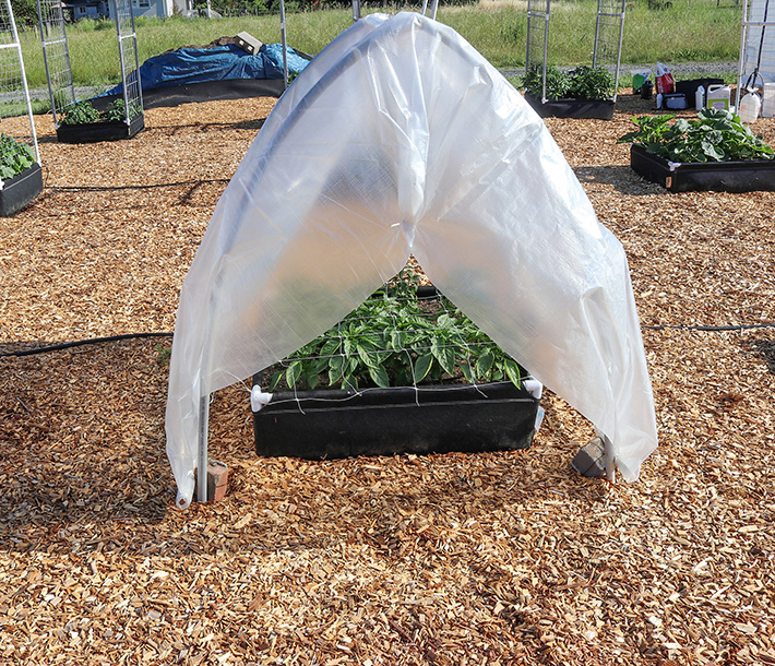 Greenhouse poly covering helps plants thrive in a GeoPlanter Fabric Raised Bed