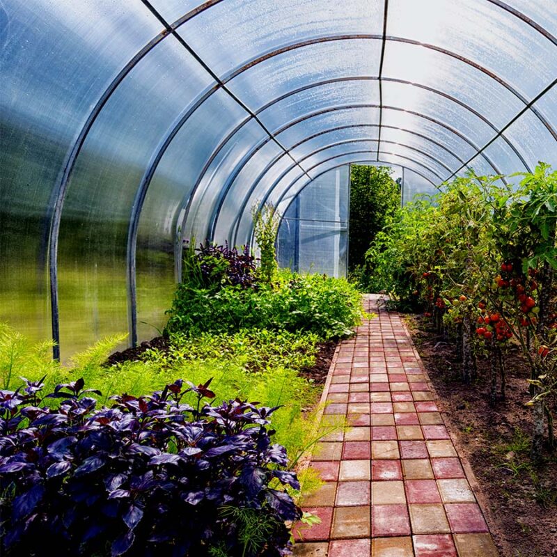 Plants thriving inside a greenhouse covered by Duraline Poly, available in several pre-cut sizes