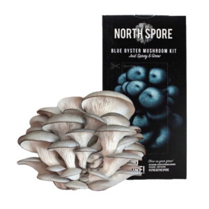 A cluster of blue oyster mushrooms next to a black box reading NORTH SPORE