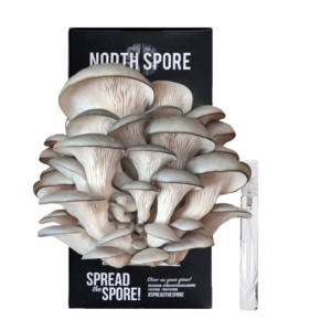 A cluster of blue oyster mushrooms growing out of a black box reading NORTH SPORE, with a small spray mister of water in the background.