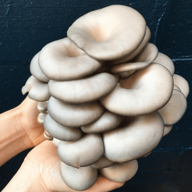 Blue oyster mushroom cluster being held in a persons hands.