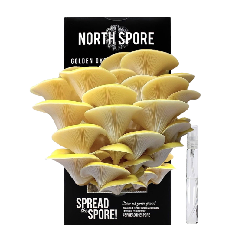 A cluster of Golden Oyster mushrooms growing out of a black box reading NORTH SPORE, with a small spray mister of water in the background.