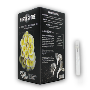 A black box with North Spore branding for the Golden Oyster Mushroom Kit with some text about mushrooms.