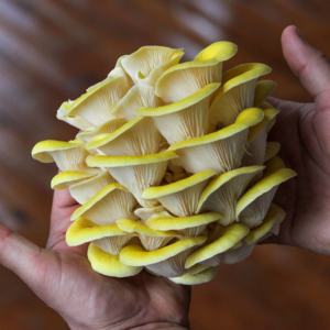 Golden Oyster mushroom cluster being held in a persons hands.