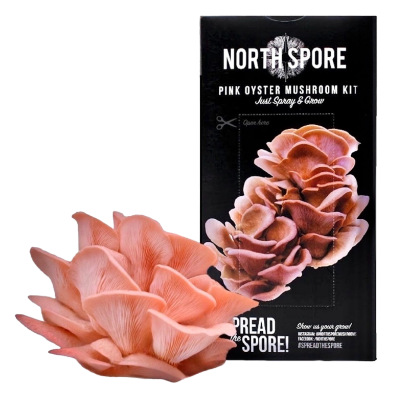 A cluster of Pink oyster mushrooms next to a black box reading NORTH SPORE