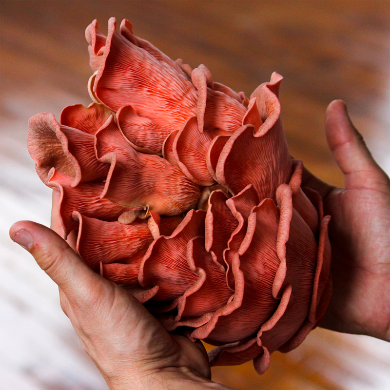 Pink oyster mushroom cluster being held in a persons hands.