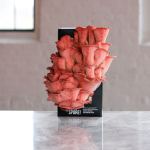 A cluster of pink oyster mushrooms growing out of a black box on a kitchen counter.