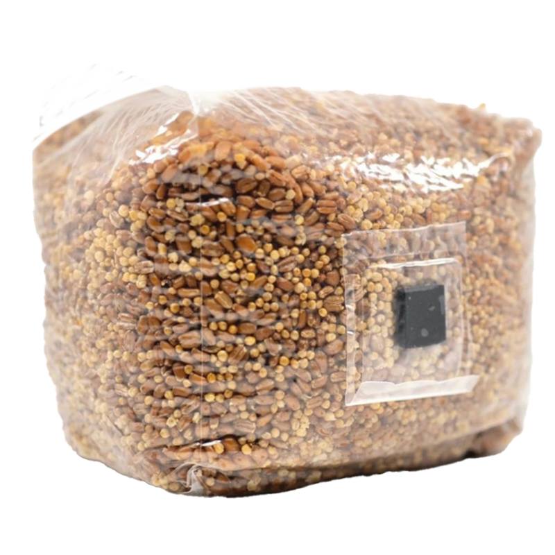 a square North Spore bag with an injection port containing sterilized grain for mushrooms.