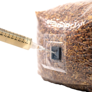 a square North Spore bag with an injection port containing sterilized grain for mushrooms being injected with a liquid culture syringe containing mushroom mycelium.