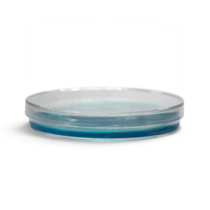 A single clear petri dish filled with a blue agar material inside.
