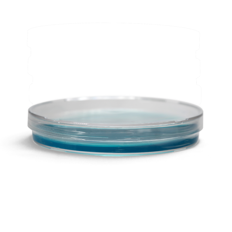 A single clear petri dish filled with a blue agar material inside.