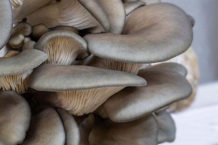 Closeup of king blue oyster mushrooms