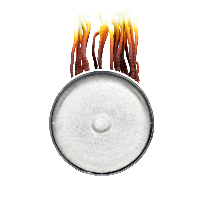 Reishi mushrooms displayed on a petri dish, illustrating the vibrant and distinct growth stages offered by Redwood Mushroom Supply